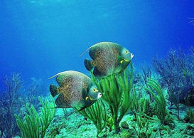 環(huán)境影響評(píng)價(jià)、排污許可證、應(yīng)急預(yù)案